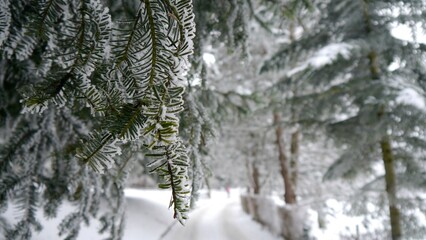 Szadź na drzewach  © Adam