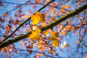 branch with autumn leaves on a tree