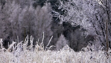 Szadź na drzewach  © Adam