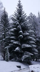 Zima w lesie, śnieg na drzewach. - obrazy, fototapety, plakaty
