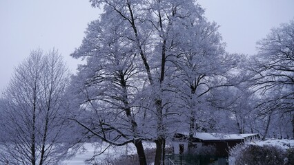 Szadź na drzewach  © Adam