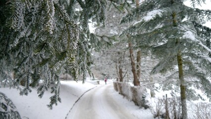 Zima w lesie, śnieg na drzewach. © Adam