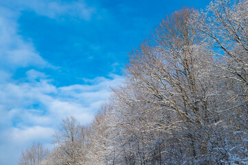 Deciduous trees covered in frost in snow forest in winter on blue sky