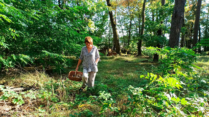Naklejka na ściany i meble A woman collects mushrooms. Collecting mushrooms in the forest is a fascinating and useful activity.