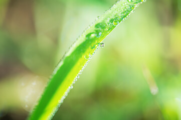 Green grass macro photo with dew drops on it. Macro nature.