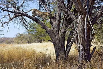 male leopard (panthera pardus) on a tree et Namibia