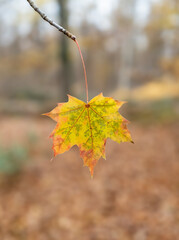 Autumn leaf in the forest