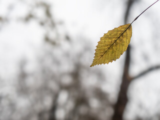 Autumn leaf in the forest