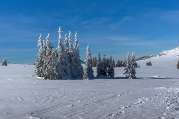 Fototapeta premium Winter landscape of Vitosha Mountain, Bulgaria