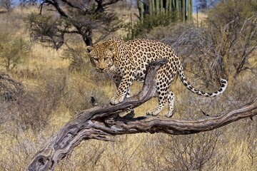 male leopard (panthera pardus) on a tree