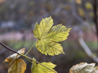 Autumn leaf in the forest