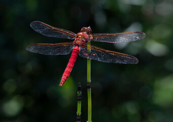 dragonfly posing on a plant