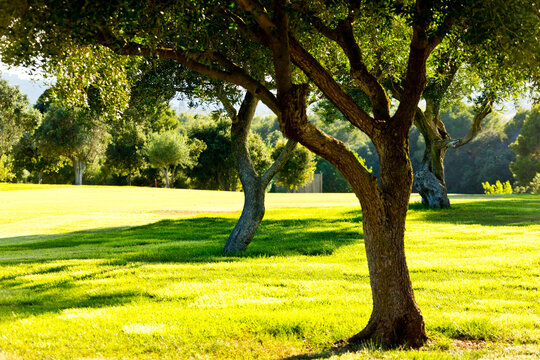 Golf Course, Son Servera, Majorca, Balearic Islands, Spain