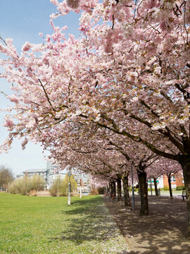 Cherry Blossoms, North Rhine-Westphalia, Germany