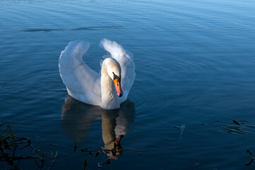A white majestic swan floats in front of a wave of water. Young swan in the middle of the water. Drops on a wet head.