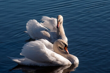 white swans group on the lake swim well under the bright sun