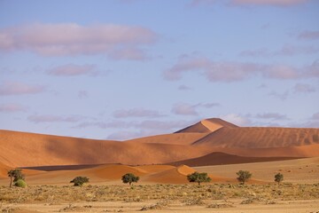Red sand dunes and camelthorn tree with with morning fog and clouds in Sossusvlei, Namib-Naukluft National Park, Namibia, Africa