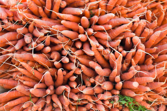 Carrots, Bordeaux, Gironde, Aquitaine, France