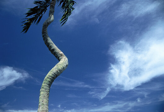 Looking Up at Palm Tree and Sky
