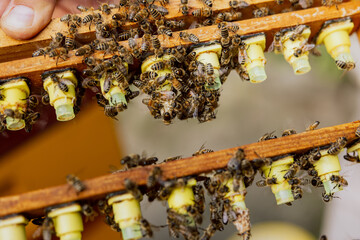 Close up shot selective focus Natural honeycomb with jelly. Frame with queen cells, milk of bees. Honey bee care. honey colony, beehive, beekeeping.