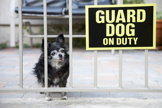 Chihuahua as Guard Dog