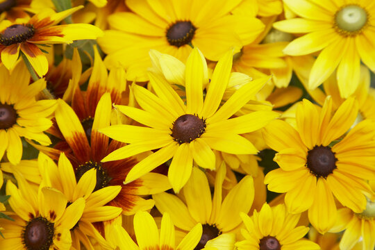 Close-Up of Black Eyed Susans