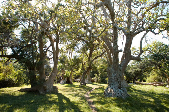 Ombu Tree, Cabo Polonio, Uruguay