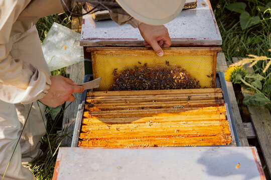 Photo shot person's hands taking frma with bees and honeycomb from hive in apriary in countryside.