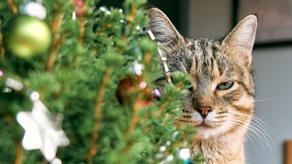 Obraz premium Cute tabby cat peeking out from behind a christmas tree. Pet with christmas ornaments. Happy winter holidays. Concept of New Year and Merry Christmas.