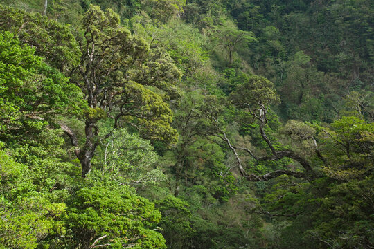Tropical Rainforest, Miravalles, Cordillera de Guanacaste, Guanacaste, Costa Rica