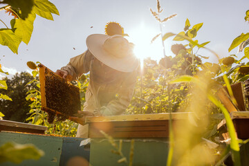 Person worker in beekeeper suit taking frame full of bees and honeycomb from beehive working with...