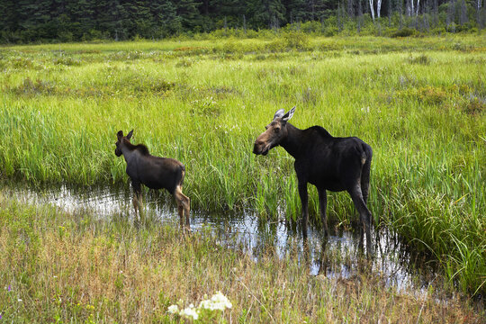 Moose Cow and Calf, Algonquin Park, Ontario, Canada