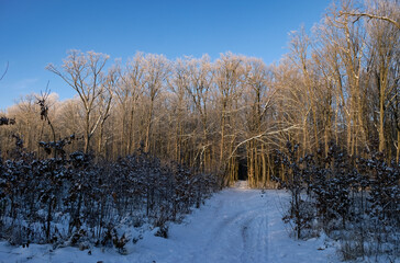 Forest restoration. Young oak plantation. Endless forest road. Sunny winter day. Ukraine. 