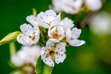 Apfelblüte 