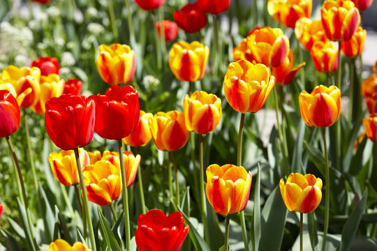 Tulips, Toronto, Ontario, Canada