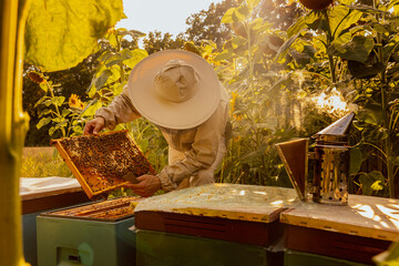 Sunny day in apriary. Person in beekeeper equipment taking frame full of honeycomb and bees from hive holding special equipment for removing honey in hands. Working process in apriary near beehive.