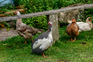 Chickens and helmeted guineafowl on yard