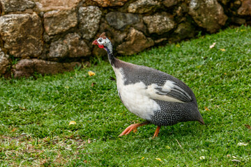 Helmeted guineafowl loose in the yard