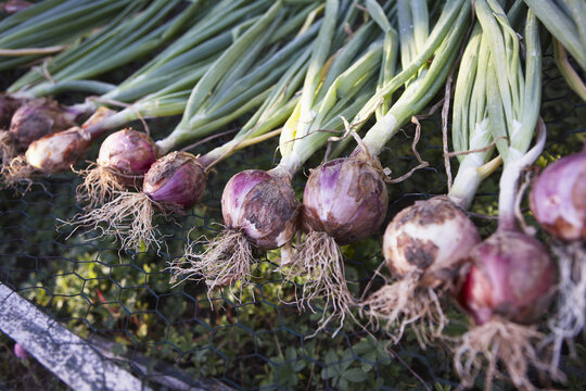 Fresh Onions, Domaine de l'Ardagnole, Fajac-en-Val, Languedoc-Roussillon, France
