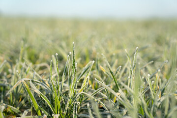 grass covered with frost. frosty morning winter background. crystallization of water.