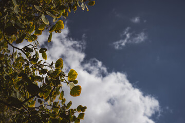 Detail shot of leaves and fall foliage against blue and grey high contrast sky - nature and sustainability