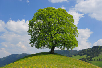 Lime Tree on Top of Hill, Canton of Zurich, Switzerland