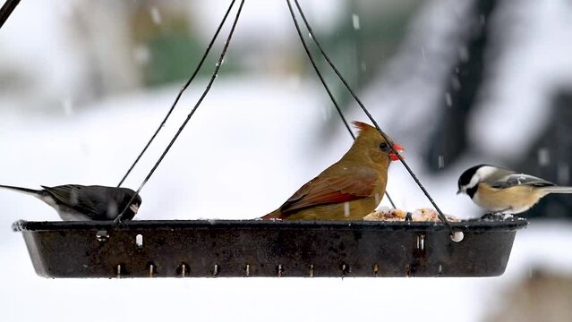 Birds coming to our feeders in December in Windsor in Upstate NY.  Snow and cold bring more and more birds to the feeders in our Backyard.  Female Cardinal.