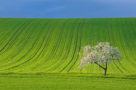 Corn Field and Blooming Apple Tree in Spring, Spessart, Bavaria, Germany