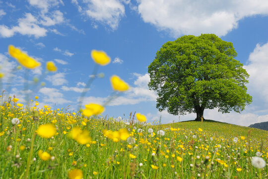 Lime Tree in Field in Spring, Canton of Zurich, Switzerland