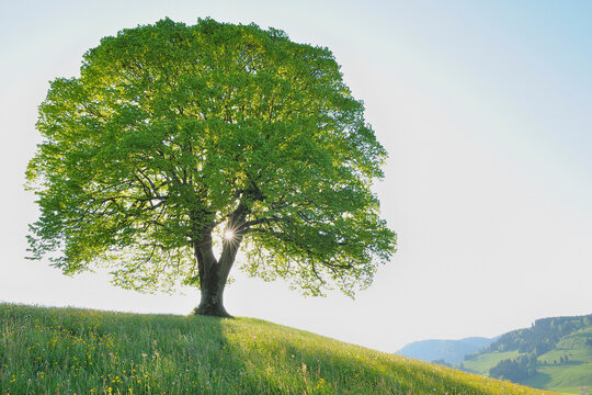 Sun Behind Lime Tree on Hillside, Canton of Zurich, Switzerland