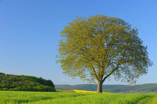 Lone Walnut Tree in Field, Spessart, Bavaria, Germany