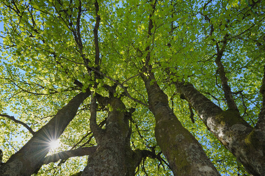 Beech Trees, Black Forest, Baden Wuerttemberg, Germany