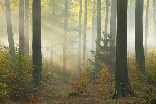 Sunbeams through Forest, Spessart, Bavaria, Germany