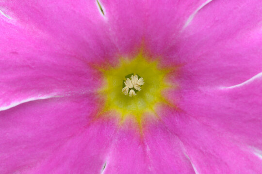 Close-up of German Primrose, Bavaria, Germany